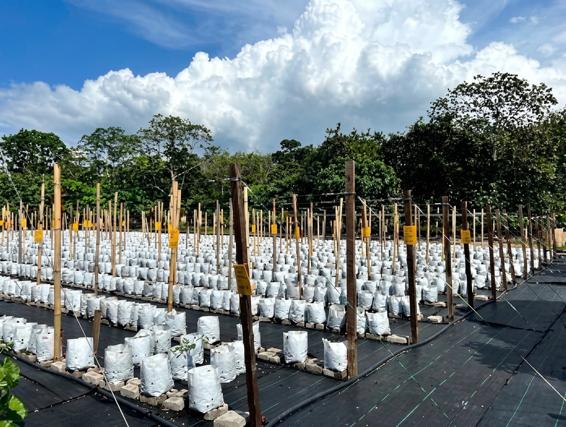 Orang Asli participants engaged in sustainable livelihood activities as part of Saora+ community enterprise programme