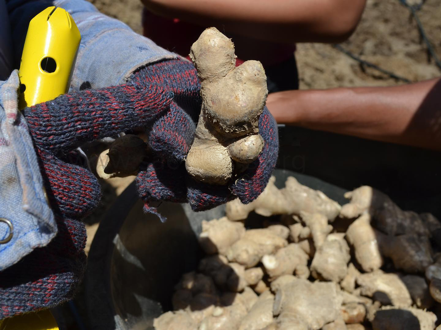 Orang Asli artisans crafting traditional bamboo weavings as part of a Saora+ community enterprise programme